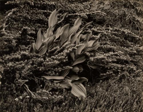 False Hellebore and Hemlock, Lake Ediza