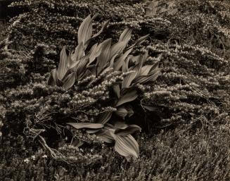 False Hellebore and Hemlock, Lake Ediza