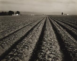 Lettuce Ranch, Salinas Valley