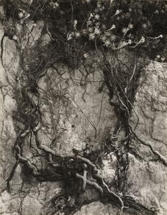 Roots and Stone-crop, Carmel Highlands