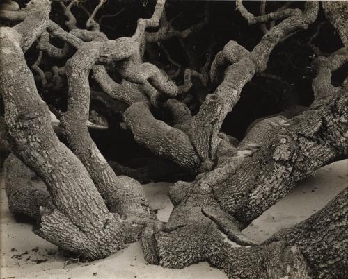 Oak, Monterey Coast