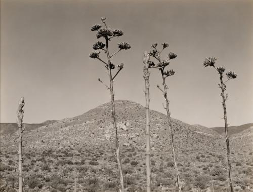 Colorado Desert