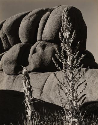 Yucca, Mojave Desert