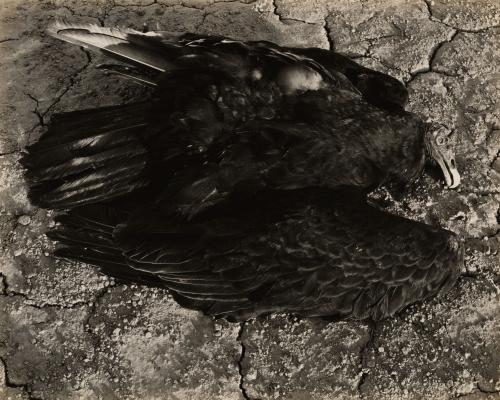 Buzzard, Mojave Desert