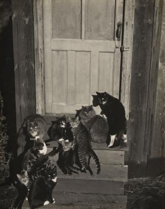 Family Group, on Wildcat Hills