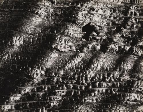 Detail, Burned Tree, Carson Pass