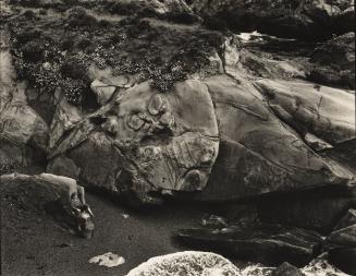 Erica, Point Lobos