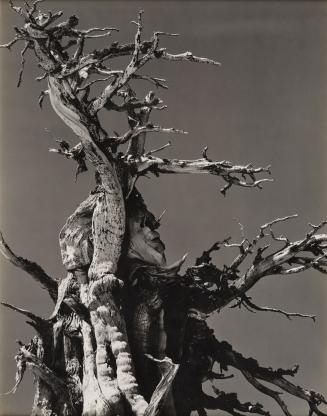 Juniper, Tenaya Lake, Sierra Nevada