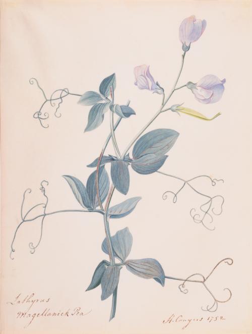 Lathyrus Magellanick Pea