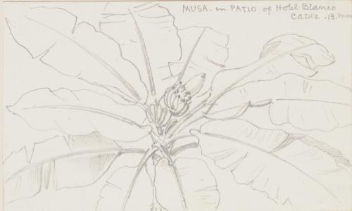 Study of Musa