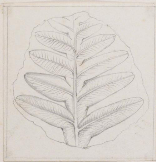 Leaf Study; Fossil (?)