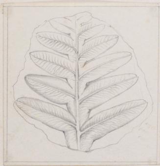 Leaf Study; Fossil (?)