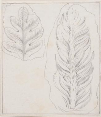 Leaf Studies; Fossils (?)