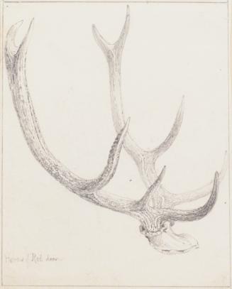 Study of Horns