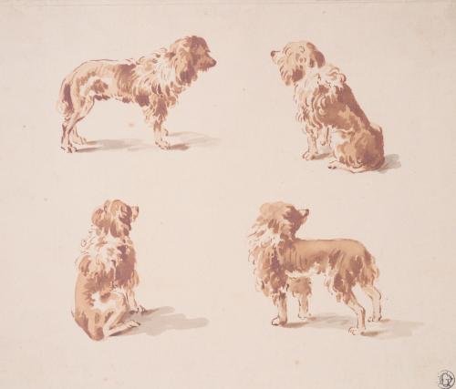 Four dog studies