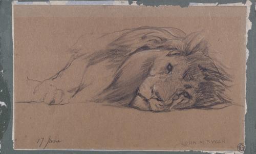 Lion Resting