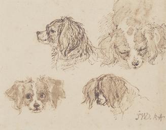 Studies of a Dog's Head