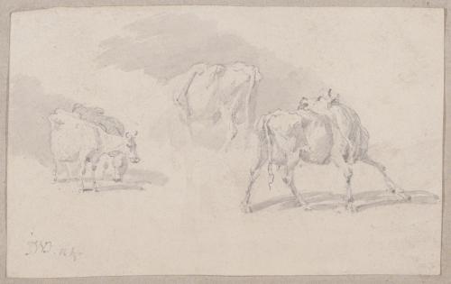 Three Studies of Cattle