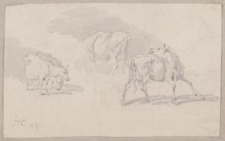 Three Studies of Cattle