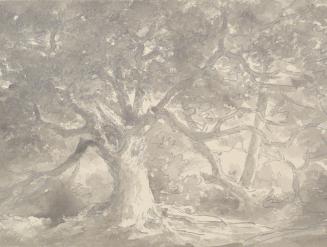 Tree Study