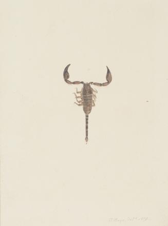 Scorpion