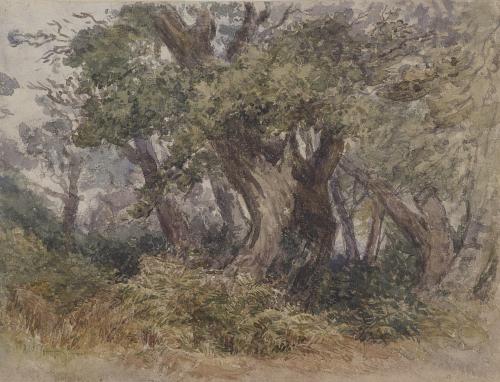 Woodland Scene