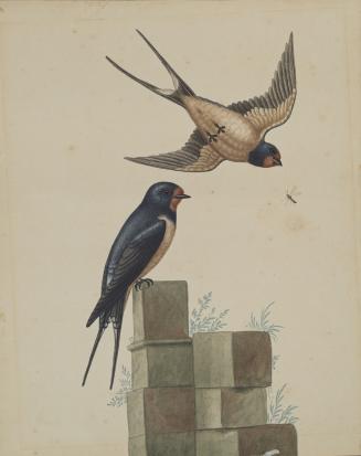 Two Swallows