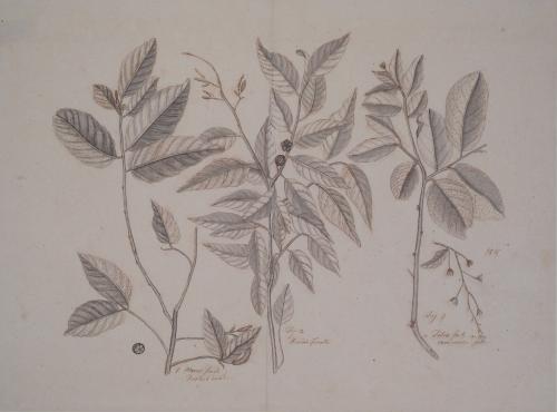 Study of Three Botanical Specimens