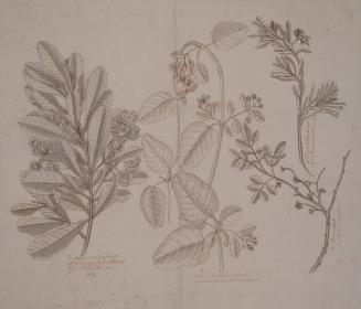 Study of Four Botanical Specimens