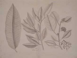 Study of Four Botanical Specimens