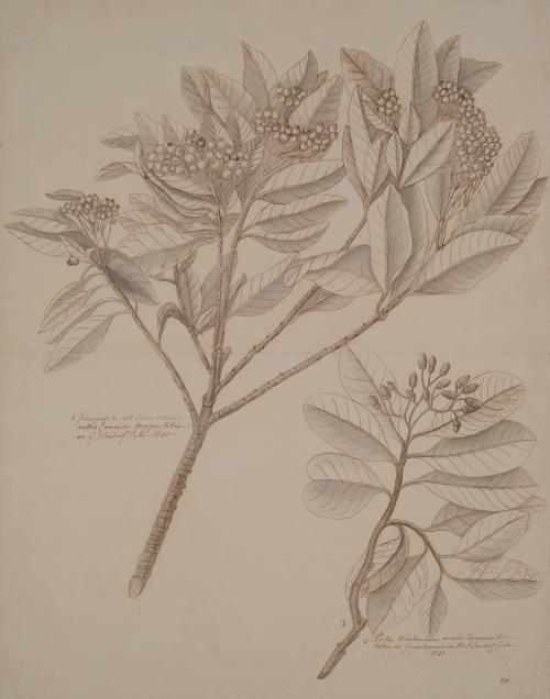 Study of Two Botanical Specimens--Branches with Seeds