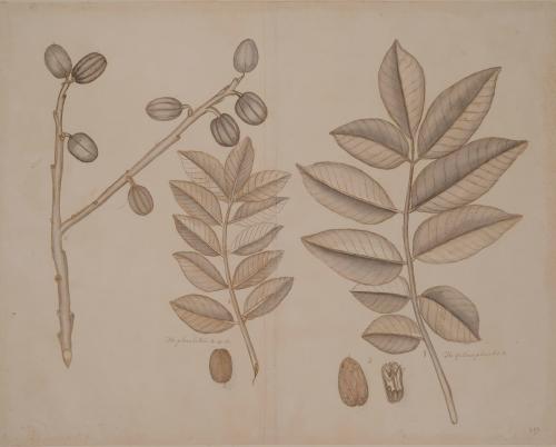 Five Botanical Studies of the Plum Tree