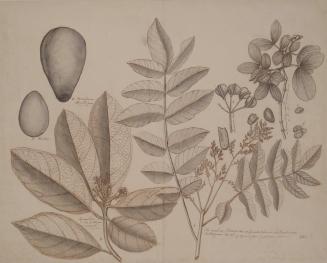 Botanical Study (Plumb Tree and Avacado[sic])