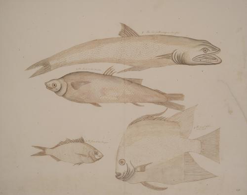 Studies of Four Fish