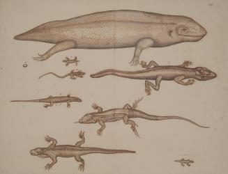 Nine Studies of Reptiles