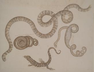 Four Studies of Reptiles