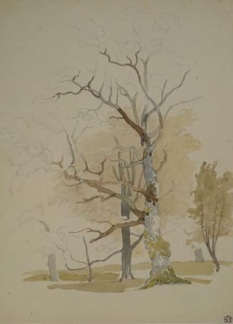 Tree Study