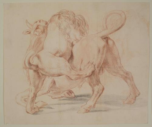 Lion Attacking a Bull