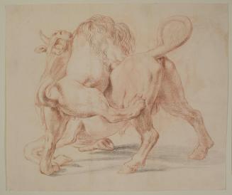 Lion Attacking a Bull