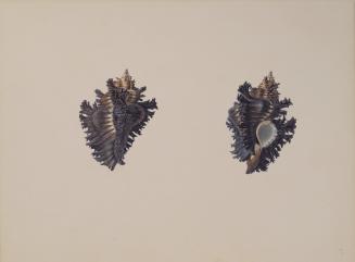 Two Studies of a Shell