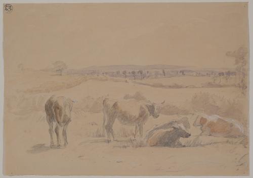 Cattle Resting