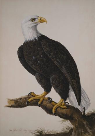 Bald-Headed Eagle