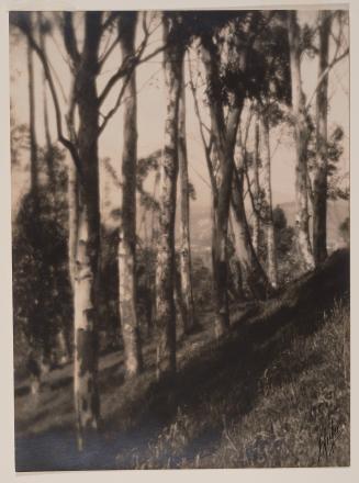 A Southern California hillside